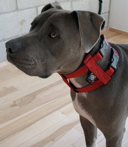 Cesar Millan Large Black Illusion Collar